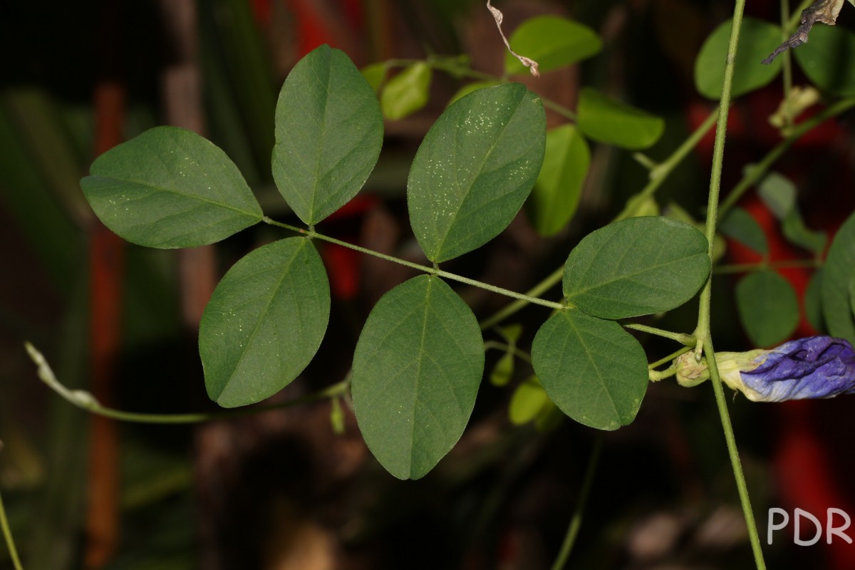 Clitoria ternatea L.